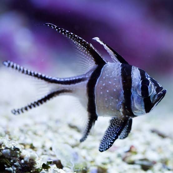 Banggai Cardinalfish