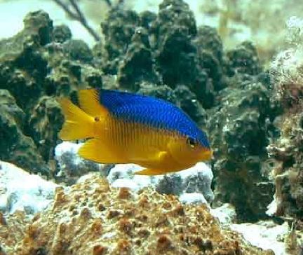 Damselfish