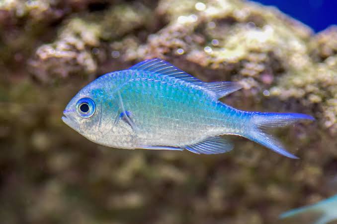 Green Chromis